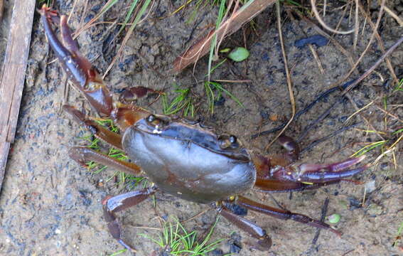 Image of Potamonautes barbarai Phiri & Daniels 2014