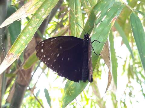 Plancia ëd Euploea phaenareta pavettae Zink