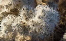 Image de <i>Cylindropuntia chuckwallensis</i>