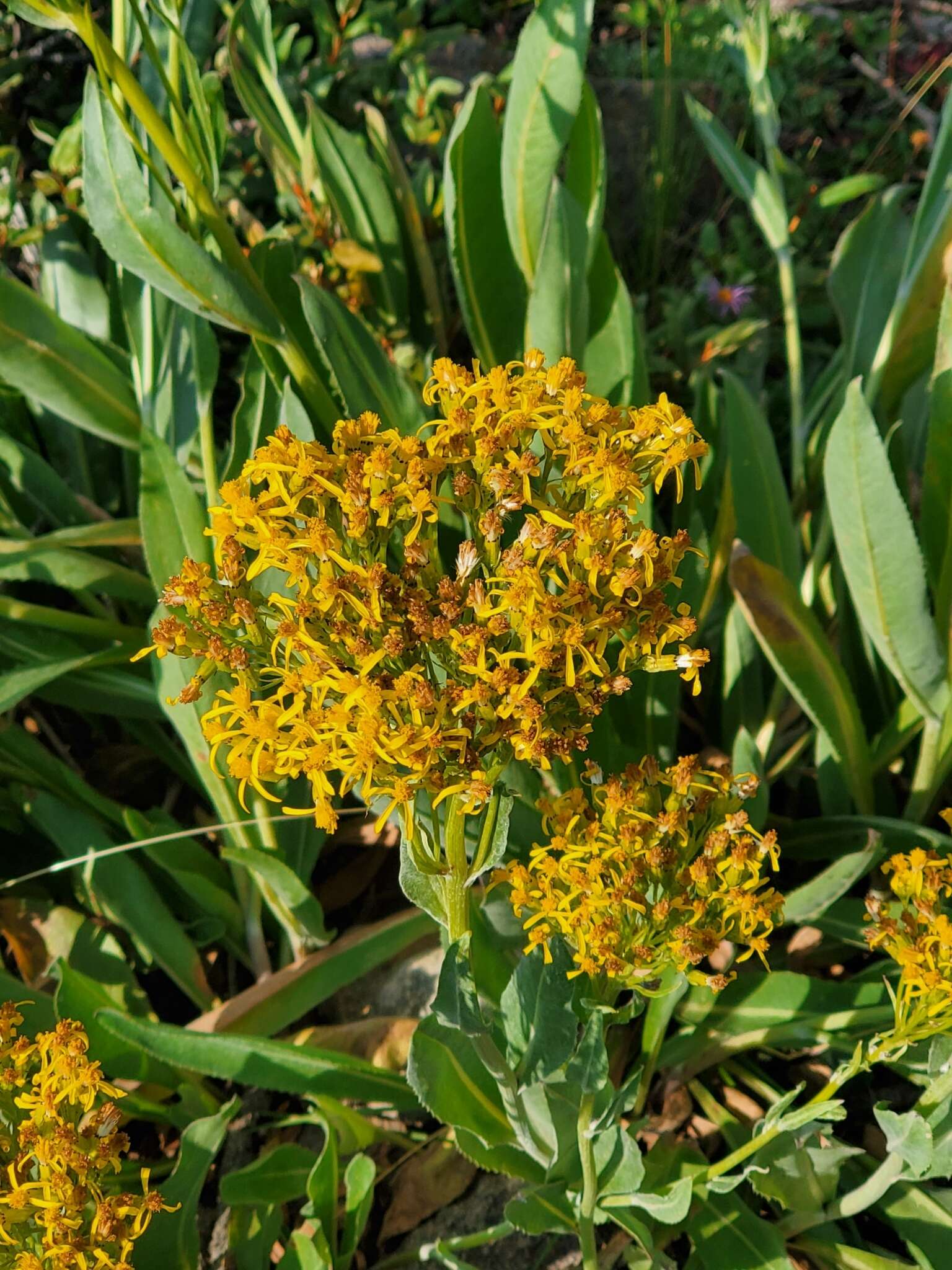 Image of tall blacktip ragwort