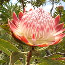 Image of Protea caffra subsp. caffra