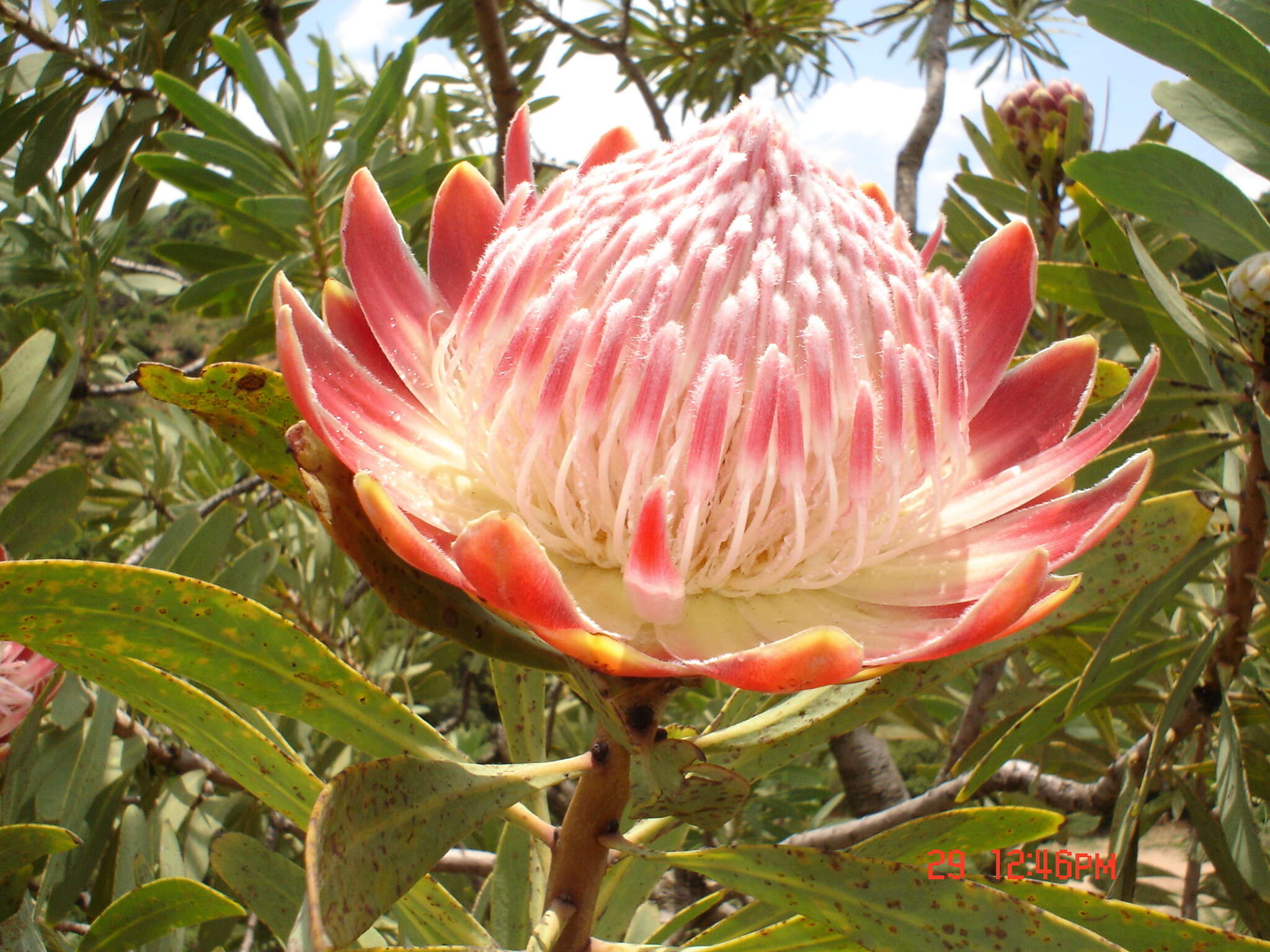 Image of Protea caffra subsp. caffra