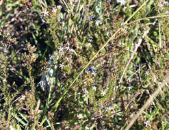 Image of Wahlenbergia rubens (H. Buek) Lammers