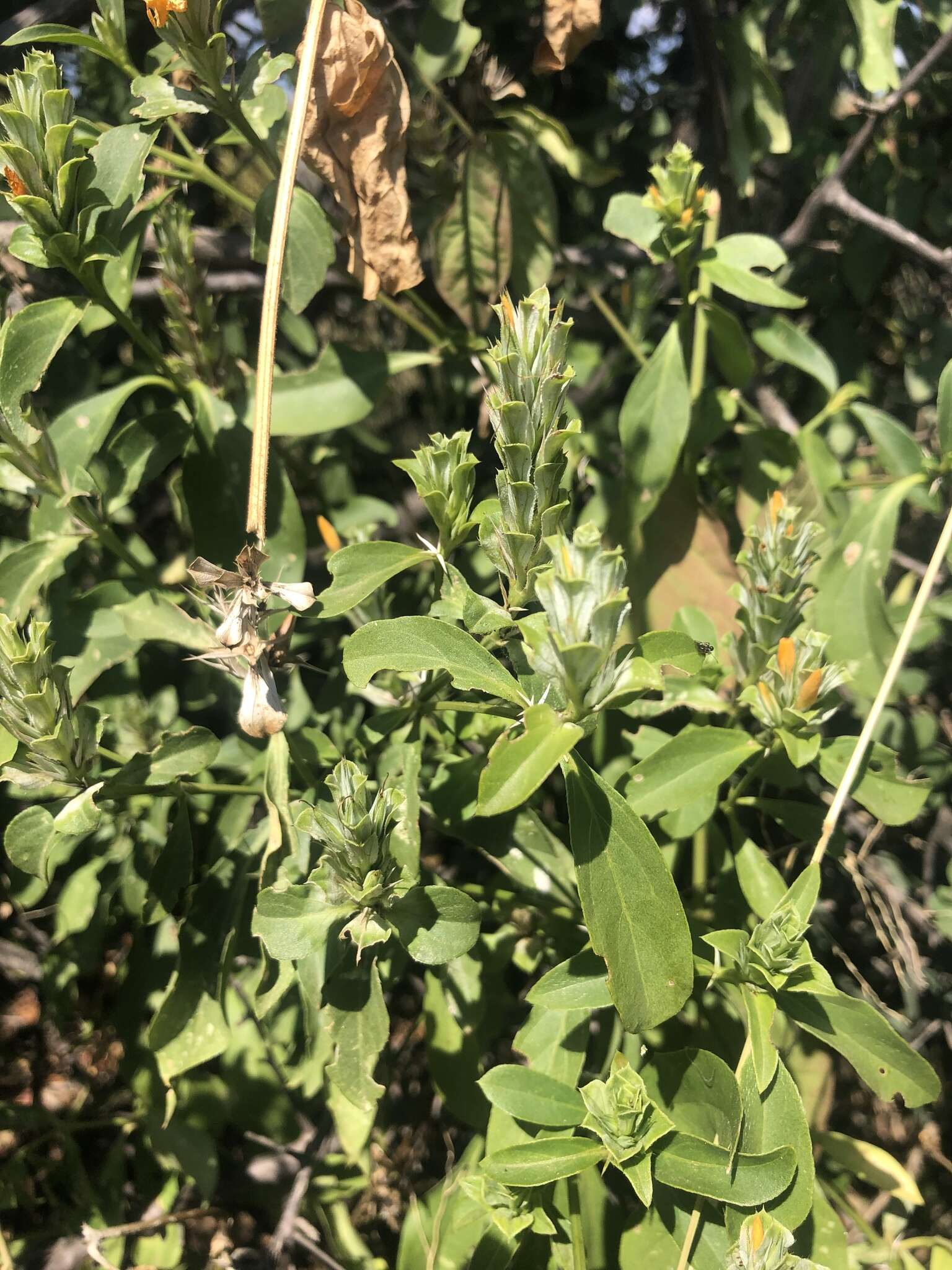 Imagem de Barleria senensis Klotzsch