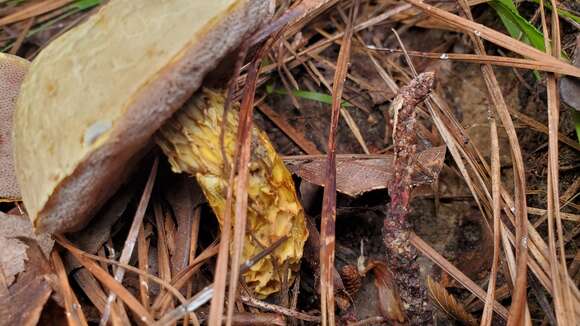 Sivun Austroboletus subflavidus (Murrill) Wolfe 1980 kuva