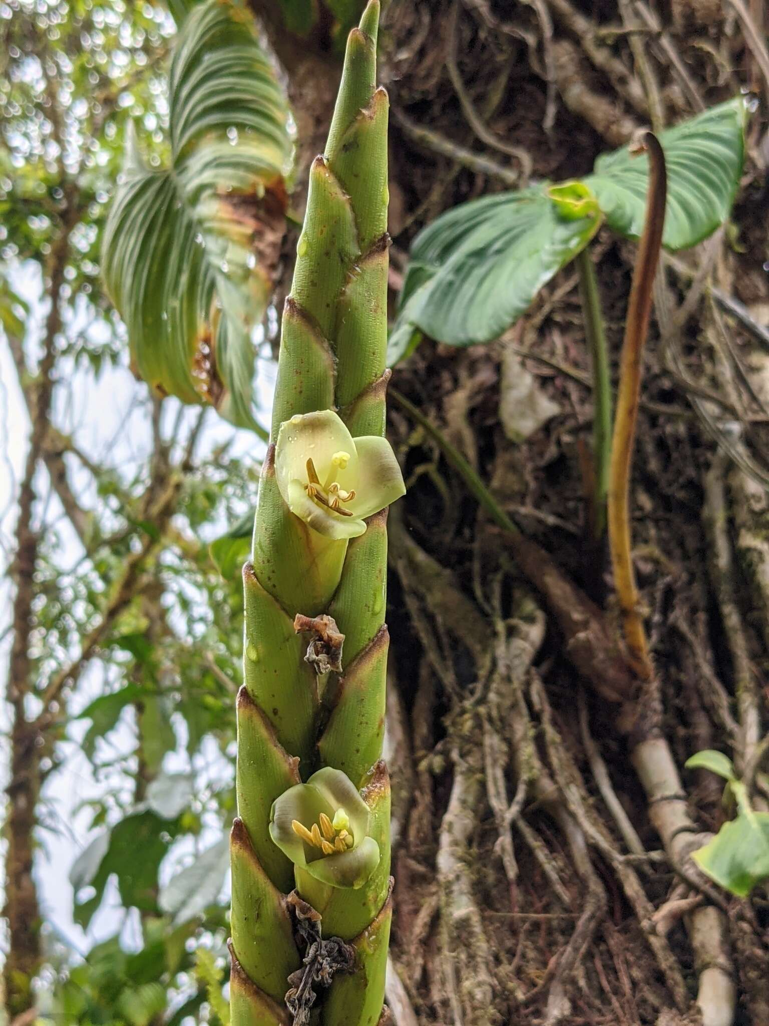 صورة Werauhia gladioliflora (H. Wendl.) J. R. Grant