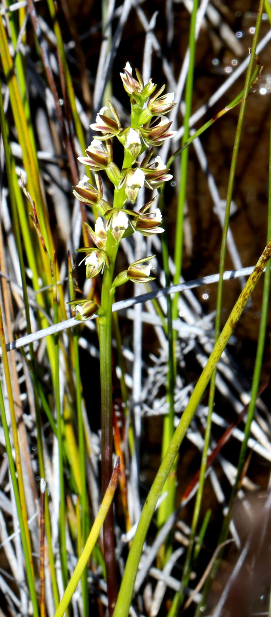 Image of Prasophyllum hectori (Buchanan) Molloy, D. L. Jones & M. A. Clem.