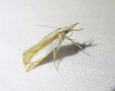 Image of Crambus harrisi Klots 1967