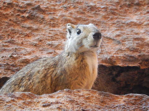 Image of Rock Cavies