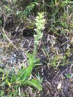 Image of Platanthera longibracteata Lindl.