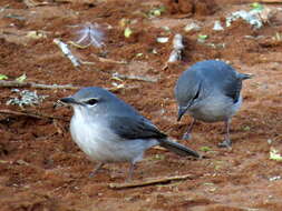 Image of <i>Fraseria <i>caerulescens</i></i> caerulescens