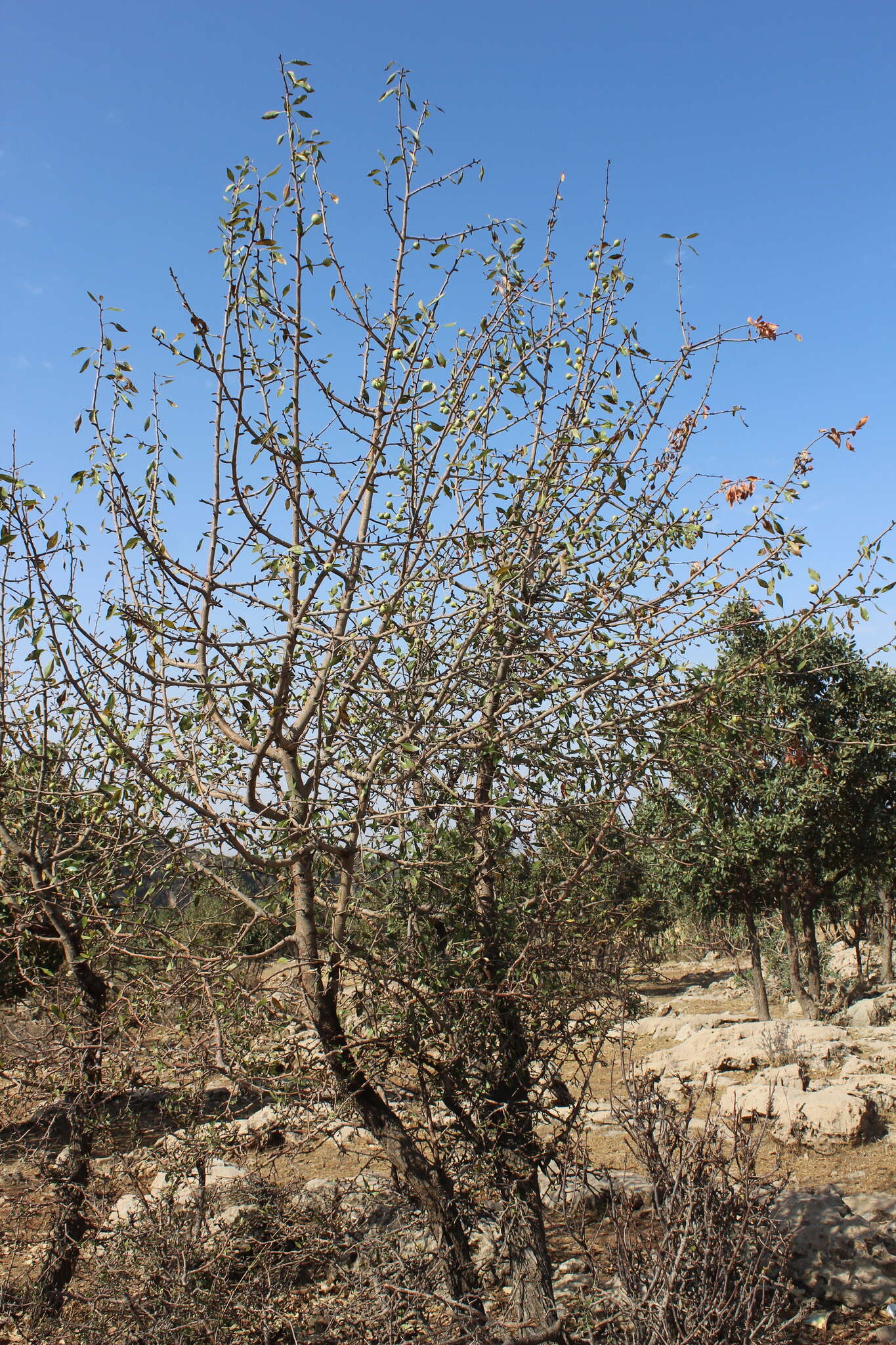 Image of Pyrus syriaca Boiss.