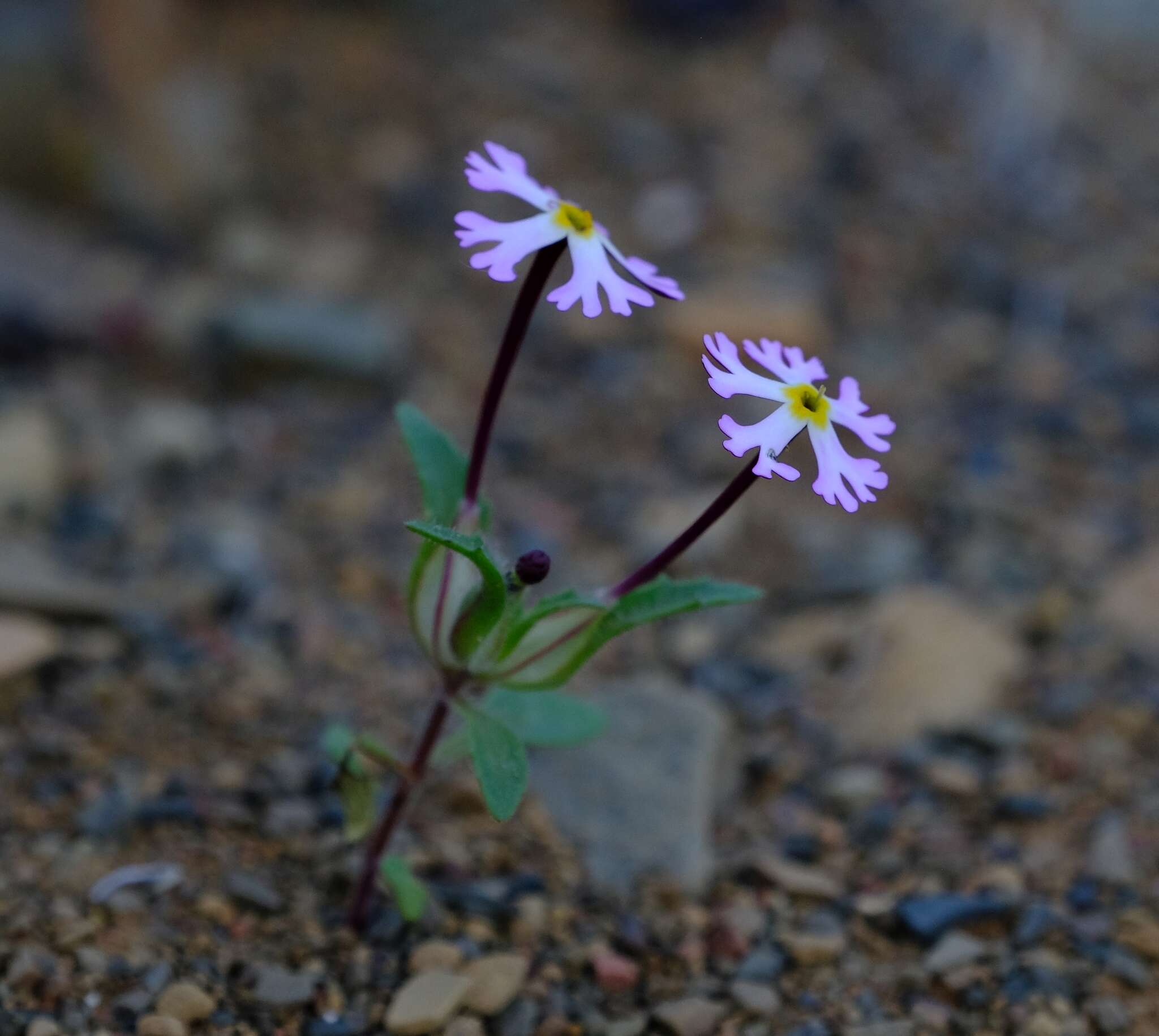 Image of Zaluzianskya mirabilis O. M. Hilliard