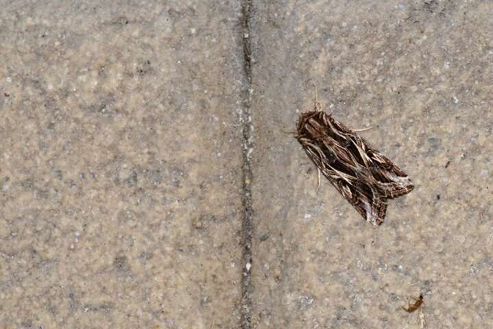 Image of Caribbean Armyworm Moth