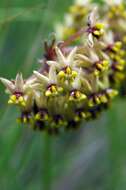 صورة Asclepias vicaria N. E. Br.