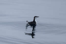 Imagem de Synthliboramphus hypoleucus (Xántus 1860)