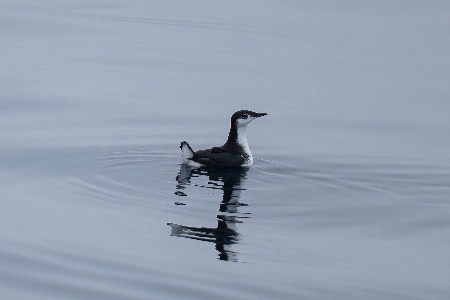 Image of Guadalupe Murrelet