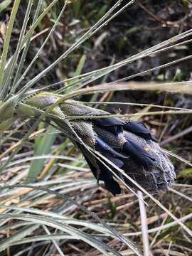 Image of Puya lineata Mez