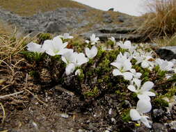 Image of Veronica densifolia F. Muell.