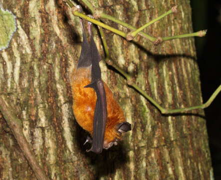 Image of Rhinolophus affinis Horsfield 1823