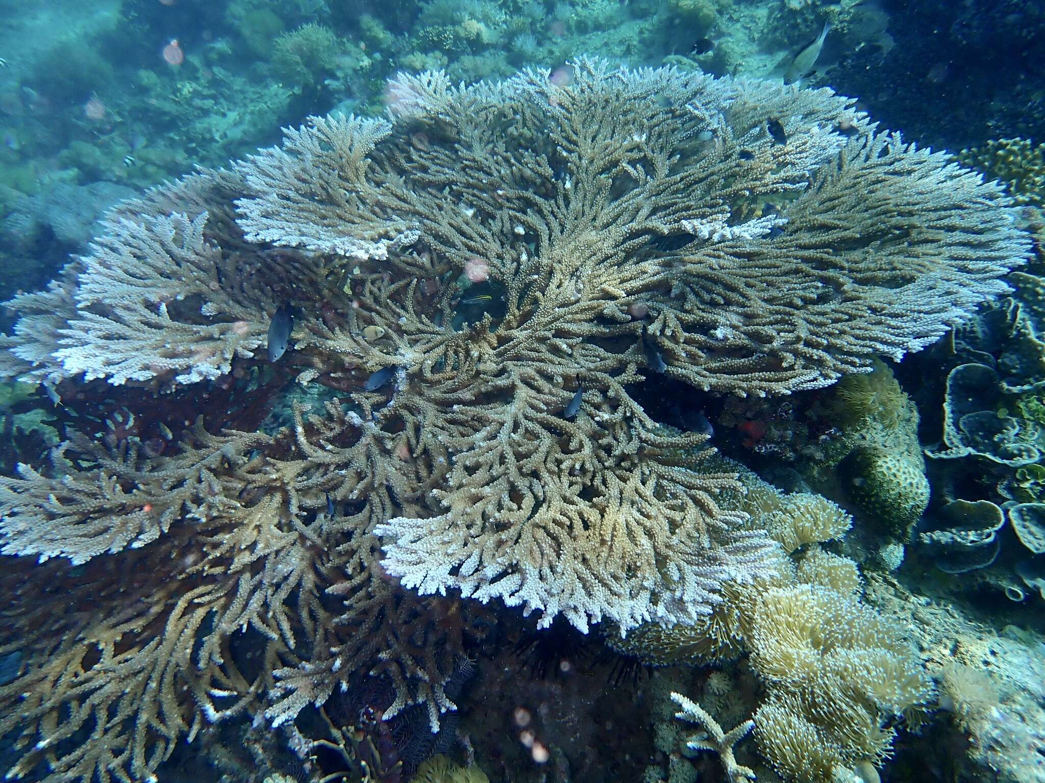 Image de Acropora clathrata (Brook 1891)