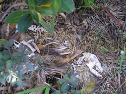 Image of Eastern European Hedgehog