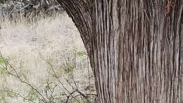 Image of Arizona Juniper