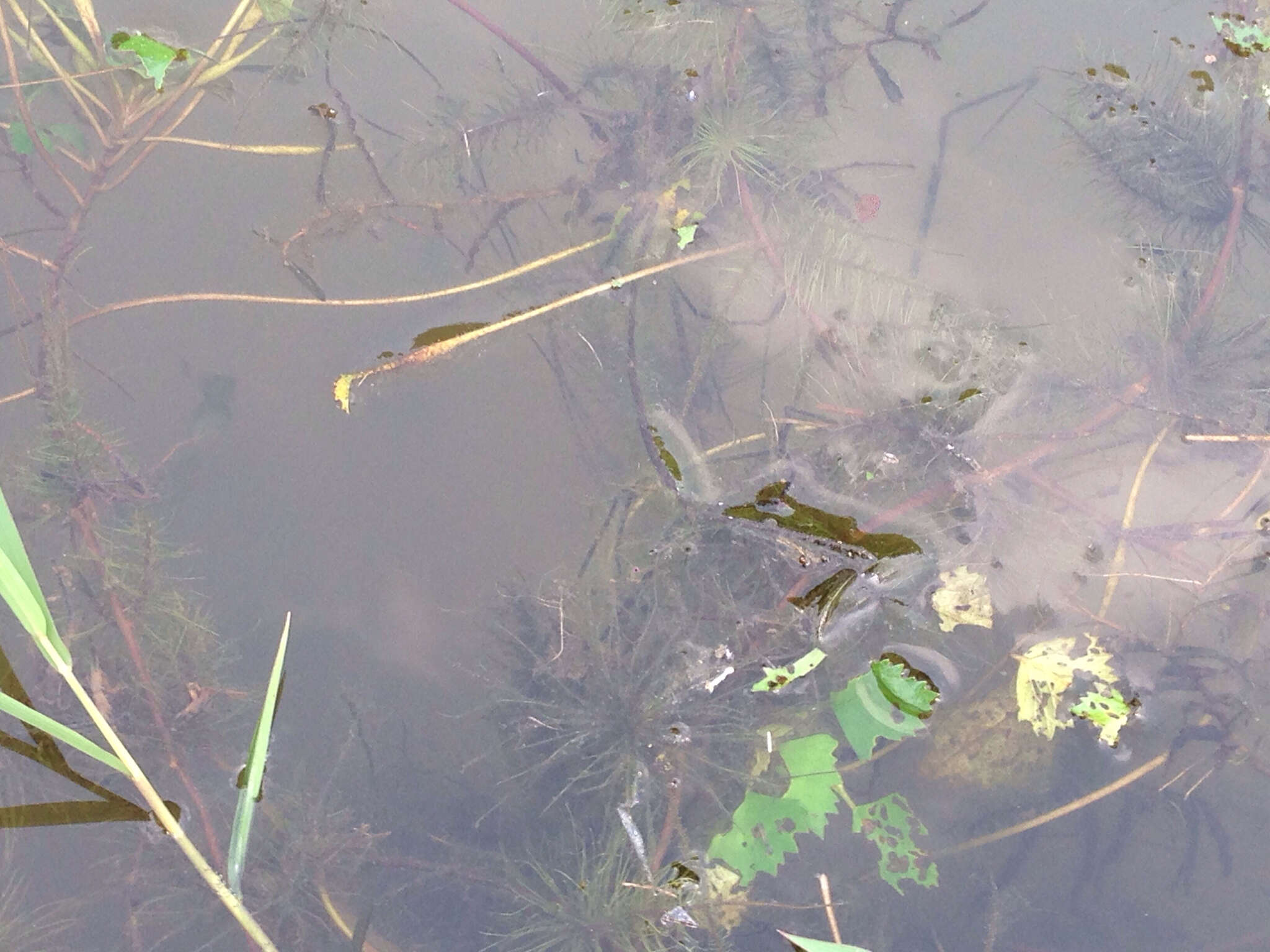 Image of slender waternymph