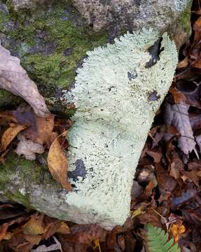 Image of Baltimore flavoparmelia lichen