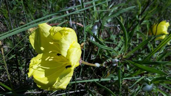 Oenothera macrocarpa Nutt. resmi