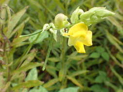 Image of Vigna angularis var. nipponensis (Ohwi) Ohwi & H. Ohashi