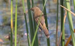 Image of Clamorous Reed Warbler