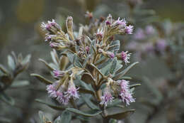 Image of Ageratina gynoxoides (Wedd.) R. King & H. Rob.