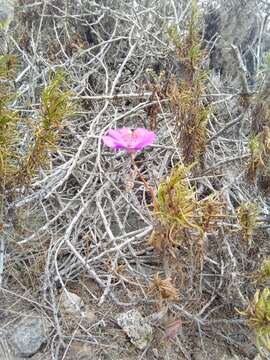 Image of Cistanthe grandiflora (Lindl.) Schltdl.