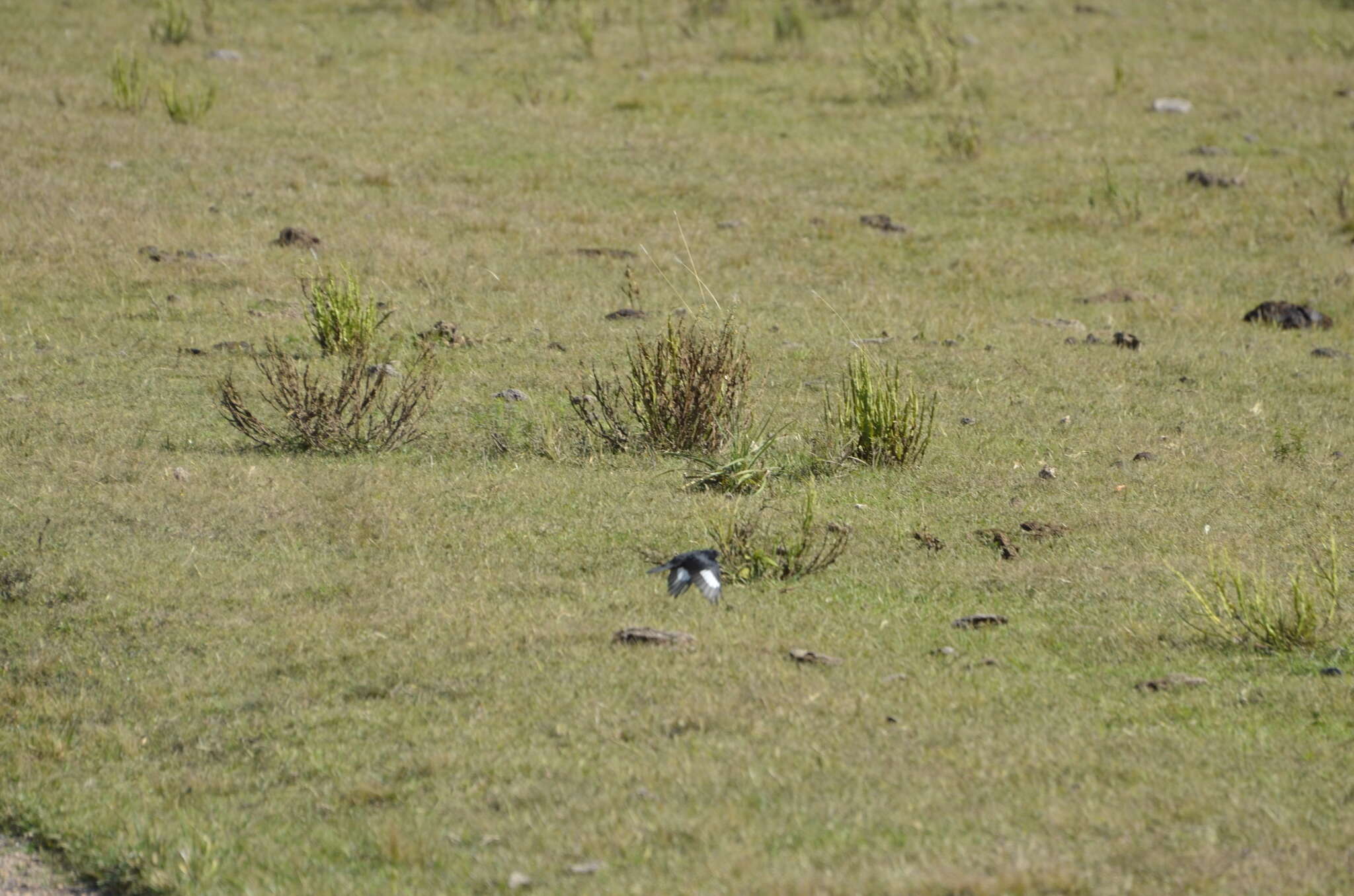 Image of Crested Black Tyrant