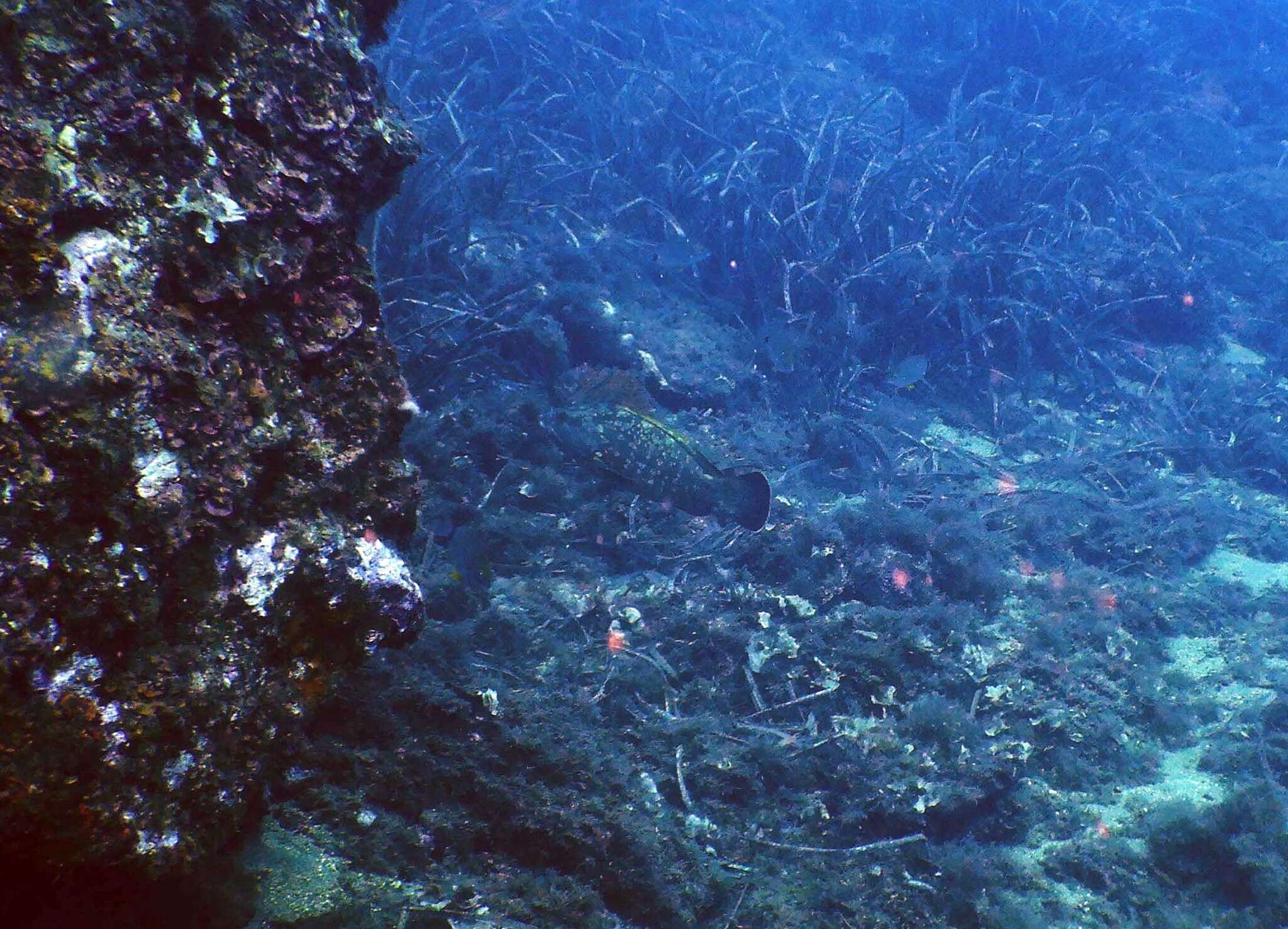 Image of Dusky Grouper