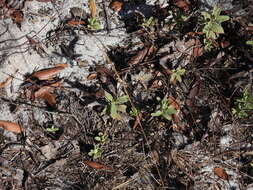 Image of Florida scrub frostweed