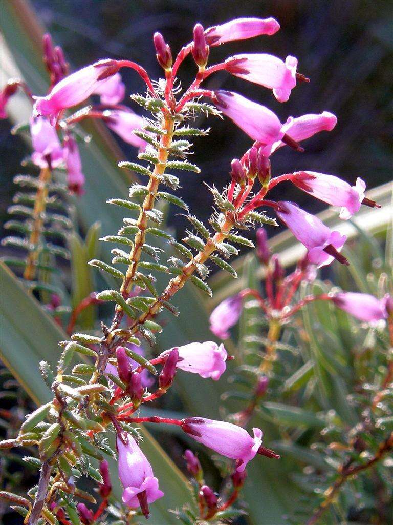 Image of Erica embothriifolia var. embothriifolia