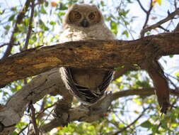 Image of South American Great Horned Owl