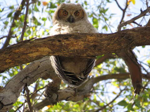 Image of South American Great Horned Owl