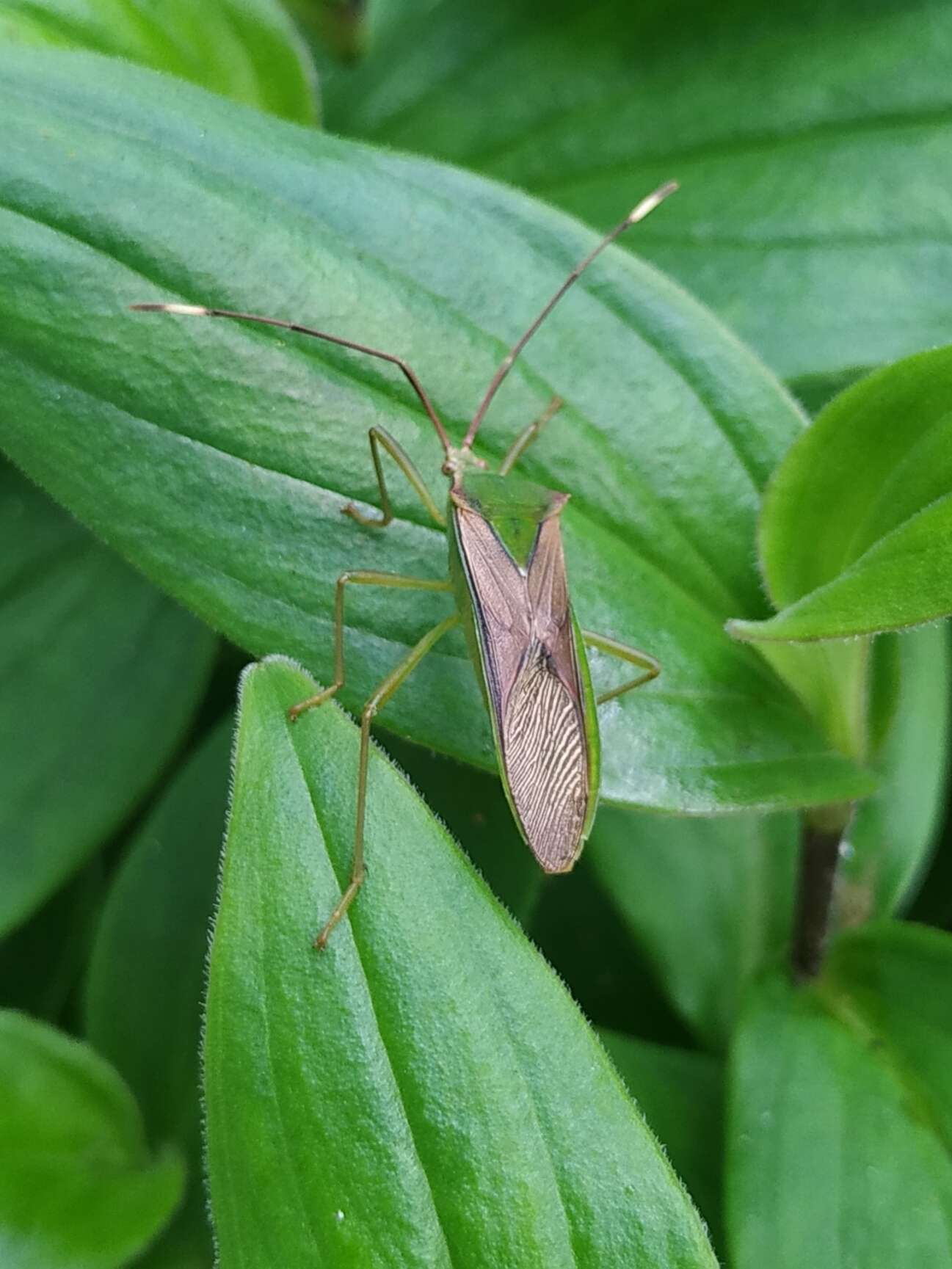 Plancia ëd Homoeocerus (Anacanthocoris) striicornis Scott 1874