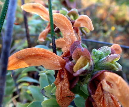 Salvia aurea L. resmi