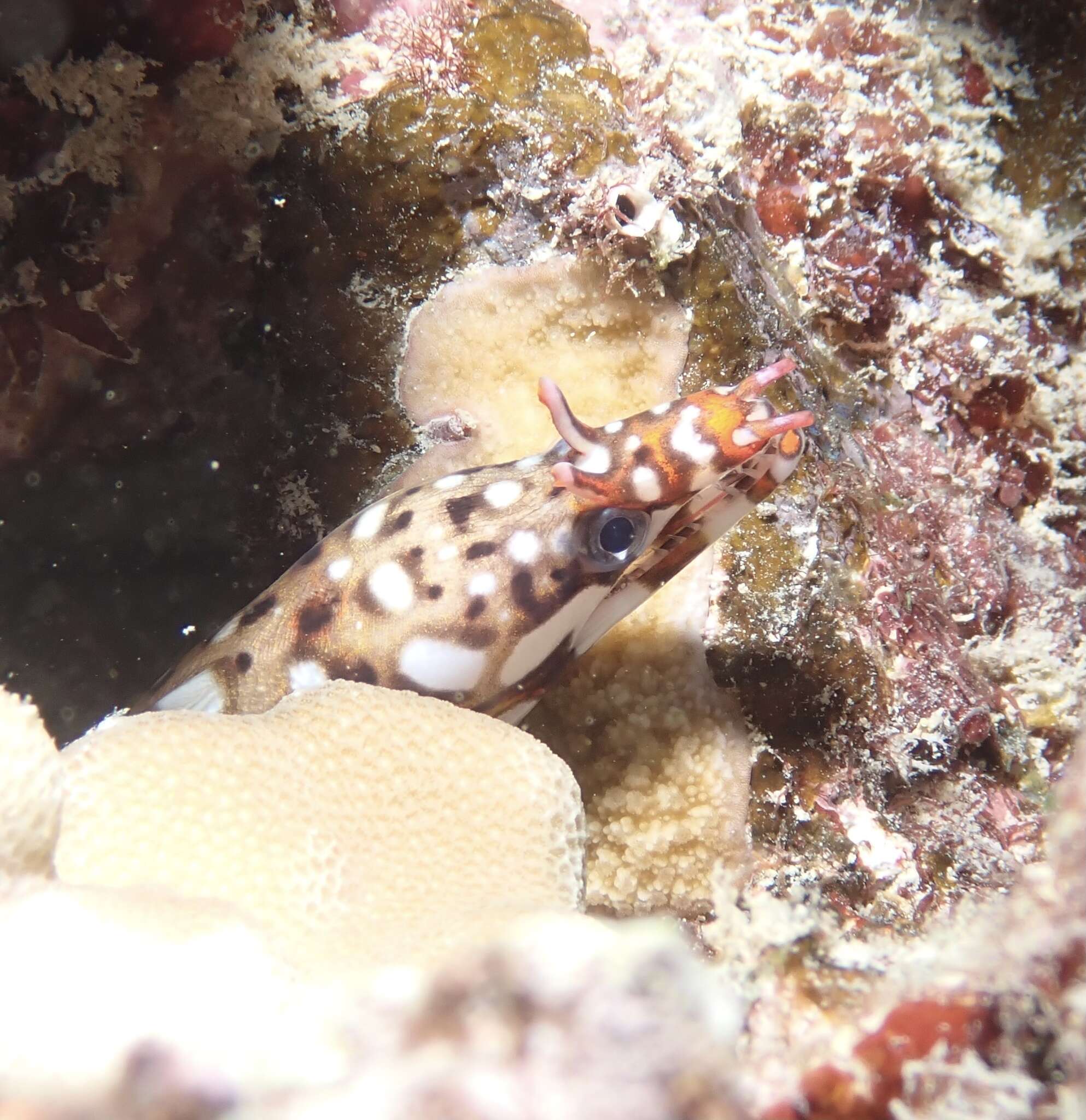 Image of Leopard moray eel