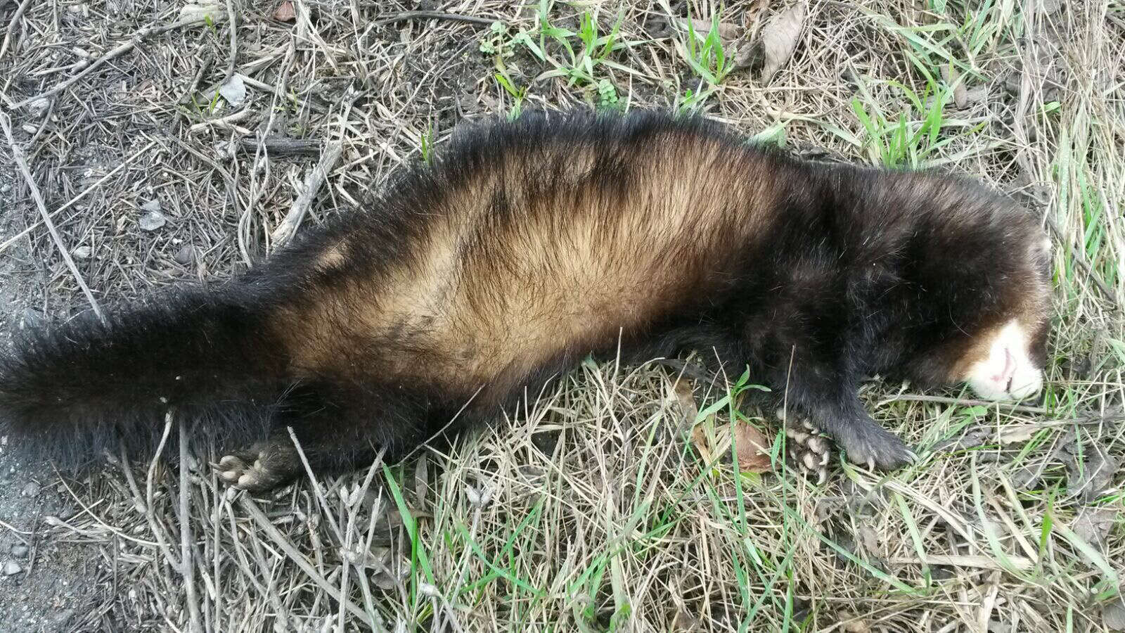 Image of western polecat, polecat