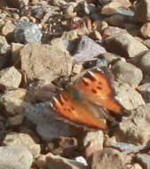 Image of California Tortoiseshell