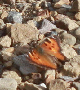 Image of California Tortoiseshell