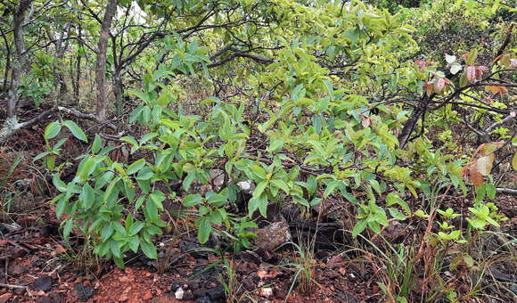 Image de Guapira graciliflora (Mart. ex J. A. Schmidt) Lundell