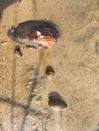 Image of Swollen River Mussel