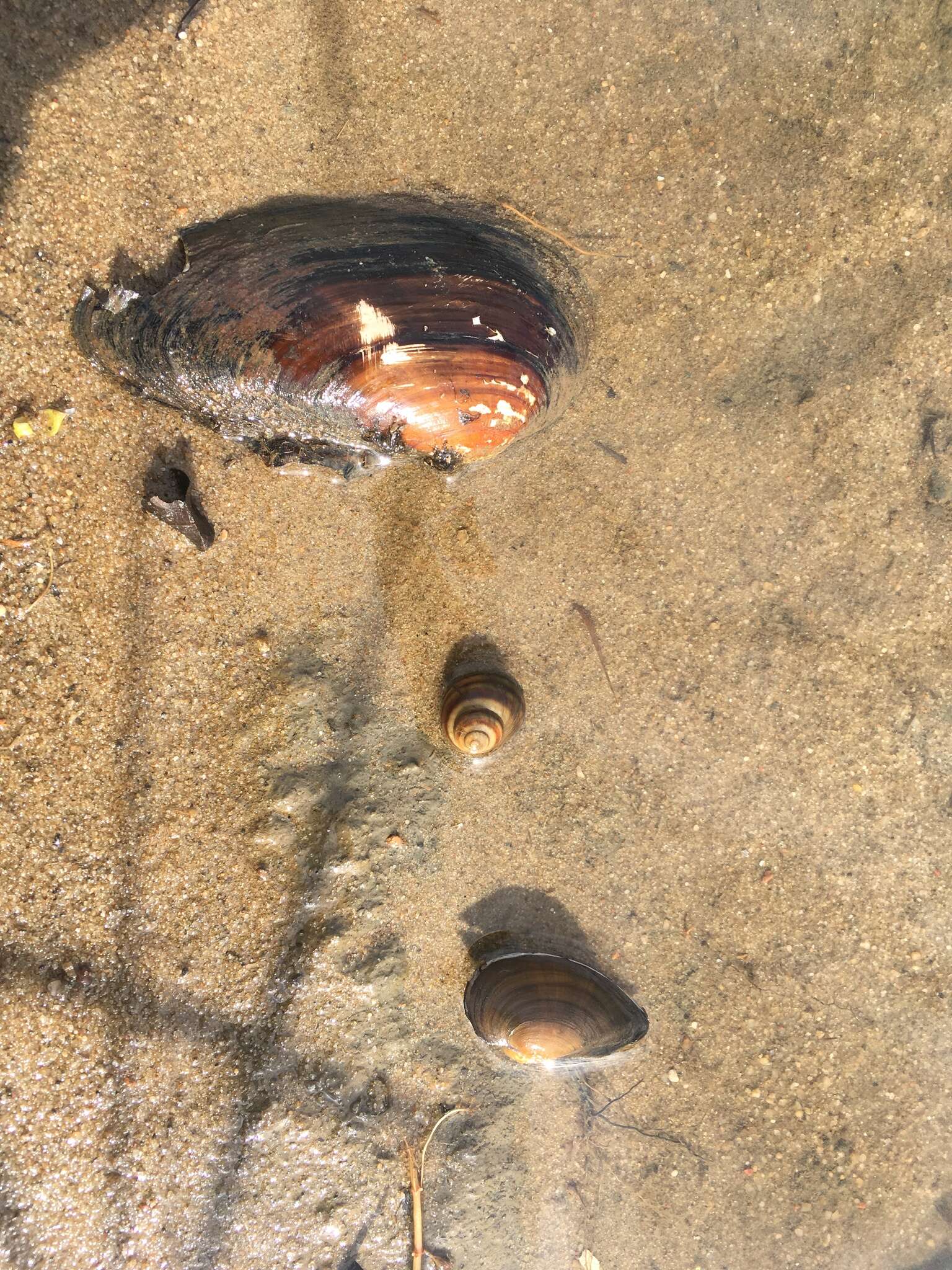 Image of Swollen River Mussel