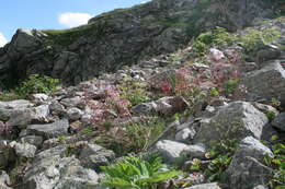 Image of Saxifraga kolenatiana Regel